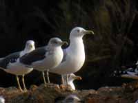 Goéland pontique Larus cachinnans