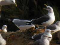 Goéland pontique Larus cachinnans