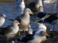 Goéland pontique Larus cachinnans