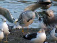 Goéland pontique Larus cachinnans