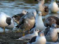 Goéland pontique Larus cachinnans