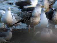 Goéland pontique Larus cachinnans