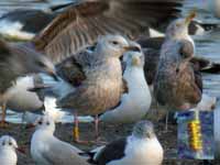 Goéland pontique Larus cachinnans