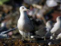 Goéland pontique Larus cachinnans