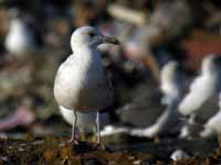 Goéland pontique Larus cachinnans