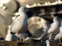 Goéland pontique Larus cachinnans