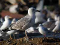 Goéland pontique Larus cachinnans