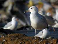 Goéland pontique Larus cachinnans