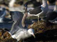 Goéland pontique Larus cachinnans