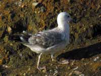 Goéland pontique Larus cachinnans