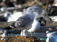 Goéland pontique Larus cachinnans