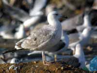 Goéland pontique Larus cachinnans