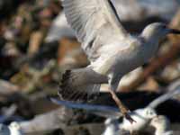 Goéland pontique Larus cachinnans