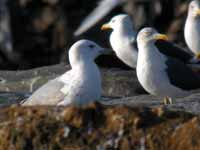 Goéland pontique Larus cachinnans