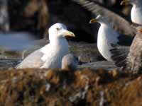 Goéland pontique Larus cachinnans