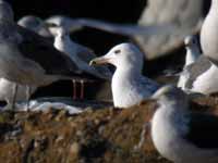 Goéland pontique Larus cachinnans