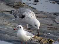 Goéland pontique Larus cachinnans