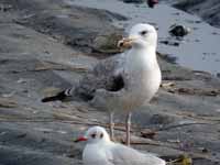 Goéland pontique Larus cachinnans