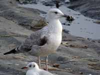 Goéland pontique Larus cachinnans