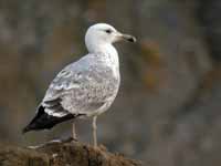 Goéland pontique Larus cachinnans