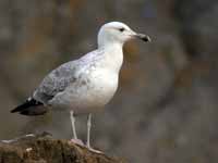 Goéland pontique Larus cachinnans