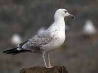 Goéland pontique Larus cachinnans