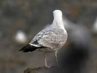 Goéland pontique Larus cachinnans