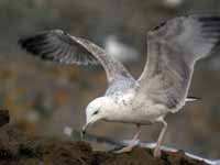 Goéland pontique Larus cachinnans