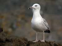 Goéland pontique Larus cachinnans