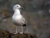 Goéland pontique Larus cachinnans