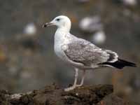 Goéland pontique Larus cachinnans