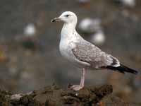 Goéland pontique Larus cachinnans