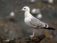 Goéland pontique Larus cachinnans