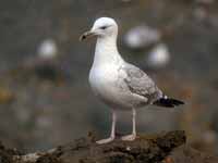 Goéland pontique Larus cachinnans