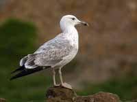 Goéland pontique Larus cachinnans