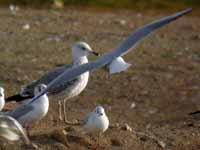 Goéland pontique Larus cachinnans