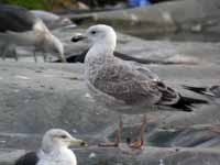 Goéland pontique Larus cachinnans