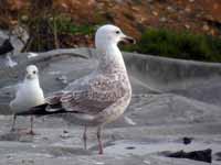 Goéland pontique Larus cachinnans