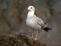 Goéland pontique Larus cachinnans