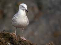 Goéland pontique Larus cachinnans