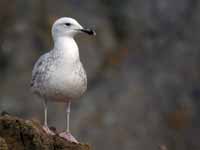 Goéland pontique Larus cachinnans