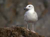 Goéland pontique Larus cachinnans