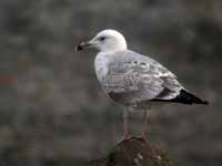 Goéland pontique Larus cachinnans