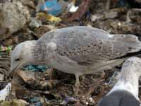 Goéland pontique Larus cachinnans