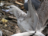 Goéland pontique Larus cachinnans