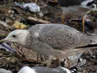 Goéland pontique Larus cachinnans