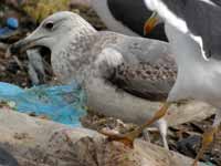 Goéland pontique Larus cachinnans