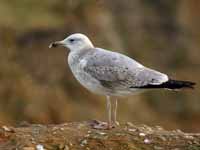 Goéland pontique Larus cachinnans