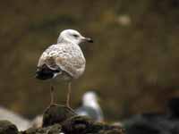 Goéland pontique Larus cachinnans