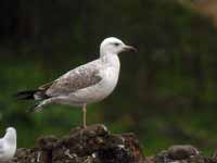 Goéland pontique Larus cachinnans